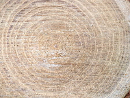 Fresh cut of a tree. Annual rings on wood. A round piece of wood. Wood interior texture backgroundの写真素材
