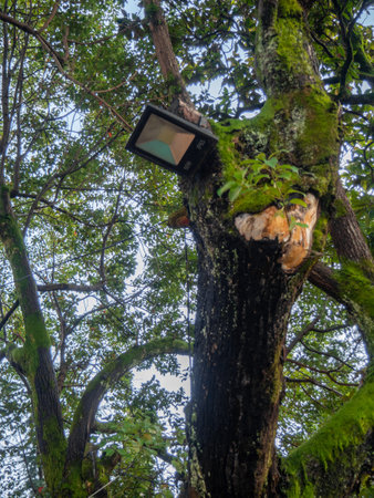 Lighting in the park. Evening park. Lighting fixture on a tree. Modern technologies. 50 wattの写真素材