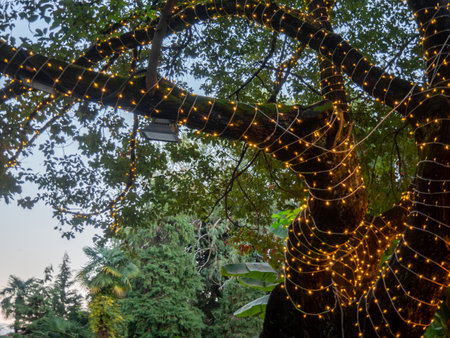 Lighting in the park. Evening park. Lighting fixture on a tree. Modern technologies. 50 wattの写真素材