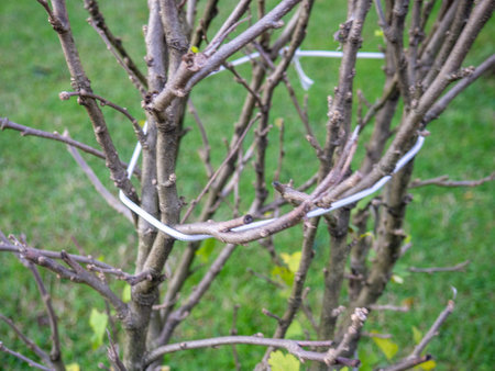 Cut branches from a bush in the park. After the gardener's work. Tied branches of a bush. Preparing the plant for winter.の写真素材