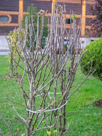 Cut branches from a bush in the park. After the gardener's work. Tied branches of a bush. Preparing the plant for winter.の写真素材