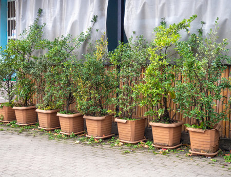 Bushes in large pots outside. Cafe decoration. Decorative plants outdoors.の写真素材