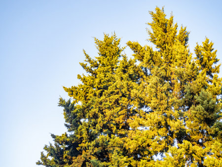 Tops of coniferous trees in the sun. Crowns of trees with needles. On the Sunset. Against the skyの写真素材