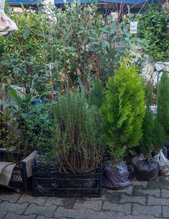 Sale of shrubs for the site. Assorted trees and bushes on the market. Grown by a gardenerの写真素材