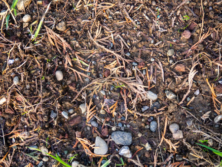 Background of earth, stones and fallen leaves. Natural background. What's under your feet in the park. Texture from the soilの写真素材