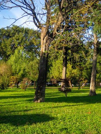 Park area. Resort in winter. Park in Batumi. Various plants. Work of a gardener and landscaperの写真素材