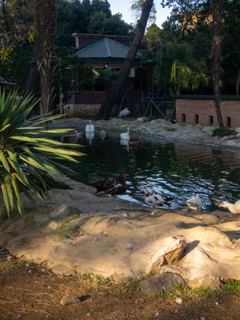 Birds in the city zoo in the park. Ducks in the park. Flightless birds. A place to relax. Animal watchingの写真素材