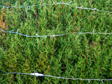 Garland on a bush in the park. Coniferous bush with a cord on the branches. Preparing for the New Year. Christmas garland during the dayの写真素材