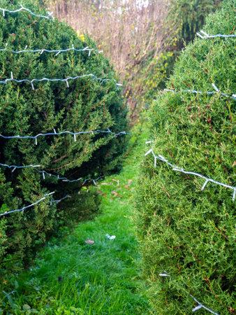 Garland on a bush in the park. Coniferous bush with a cord on the branches. Preparing for the New Year. Christmas garland during the dayの写真素材