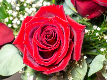 Red roses close-up. Congratulations concept. Birthday gift. Basket of flowers. Petalsの写真素材