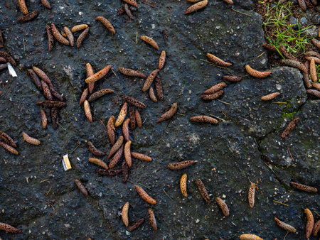 Fallen earrings of a young tree. Parts of a tree on the asphalt. Nature and city. Coniferous treeの写真素材