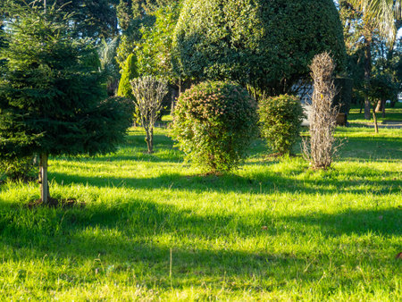 Batumi parks in December. Green park in winter. Well maintained landing. Trimmed bushes and lawnの写真素材