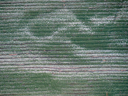 Green paint on wood. Uneven painted wooden surface. Peeling paint. Green vintage backgroundの写真素材
