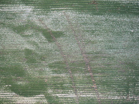 Green paint on wood. Uneven painted wooden surface. Peeling paint. Green vintage backgroundの写真素材
