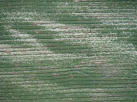 Green paint on wood. Uneven painted wooden surface. Peeling paint. Green vintage backgroundの写真素材