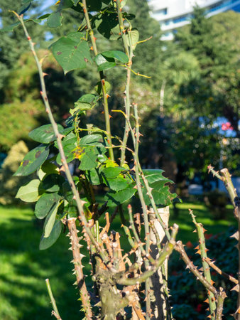 Thorns on the stems of bushes. Trimmed rose bush. Prickly plant. No leaves.の写真素材