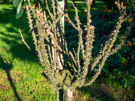 Thorns on the stems of bushes. Trimmed rose bush. Prickly plant. No leaves.の写真素材