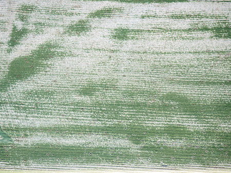Green paint on wood. Uneven painted wooden surface. Peeling paint. Green vintage backgroundの写真素材