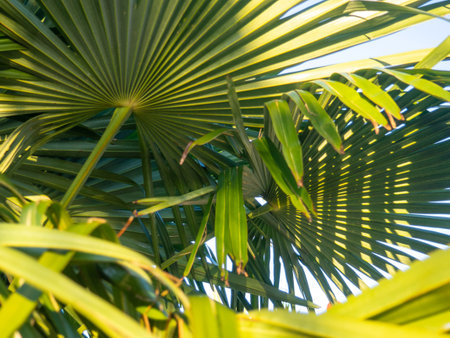 Background from palm leaves. Thin narrow long leaves. Botany. Plant in an aprka in the south of the Black Seaの写真素材