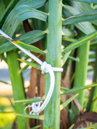 Palm leaves tied with ropes. Gardening. Safety of the plant from the wind. Background of leavesの写真素材