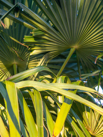 Background from palm leaves. Thin narrow long leaves. Botany. Plant in an aprka in the south of the Black Seaの写真素材