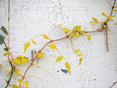 Ivy with yellow leaves on the wall. Nature and city. Plant against the background of a wall. Background from asthenia and concrete.の写真素材