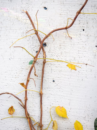Ivy with yellow leaves on the wall. Nature and city. Plant against the background of a wall. Background from asthenia and concrete.の写真素材