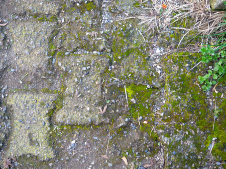 Background from old tiles. Pavement made of concrete slabs. Moss between the stones. Patternの写真素材