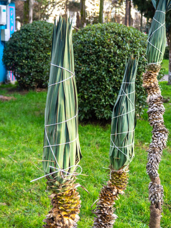 Tied leaves of small palm trees. Thin trunk of a palm tree in the park. Winter at the resort. Botaika. Caring for plants. Gardeners' work.の写真素材