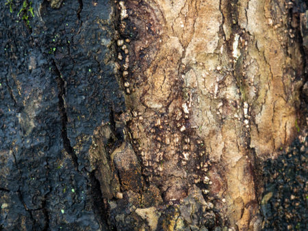 Background from wet tree bark. Dark bark. Uneven natural background. Texture.の写真素材