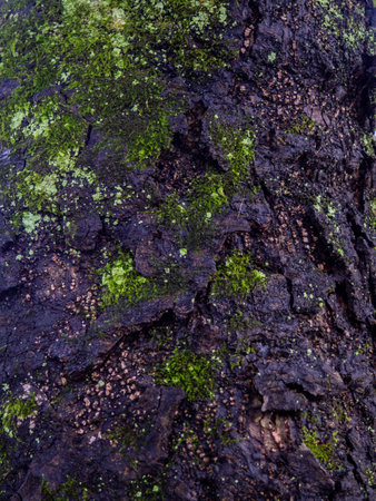 Background from wet tree bark. Dark bark. Uneven natural background. Texture.の写真素材