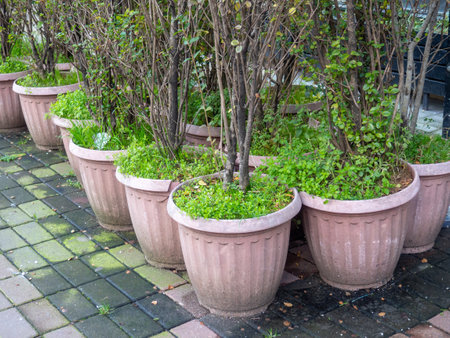 Bushes in large pots outside. Greening the city. Plants for planting. Plastic pots on the streetの写真素材