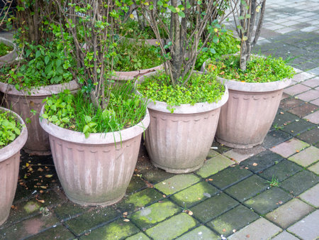 Bushes in large pots outside. Greening the city. For planting plants. Plastic pots on the streetの写真素材