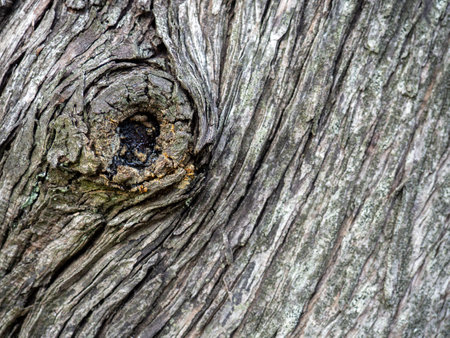 Wrinkled tree bark. Gray brown natural background. Organic. Wood pattern. Natural materialの写真素材