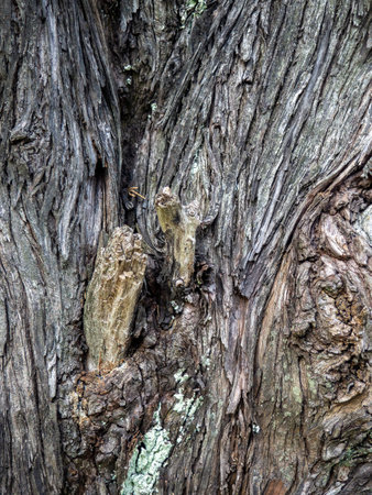 Wrinkled tree bark. Gray brown natural background. Organic. Wood pattern. Natural materialの写真素材