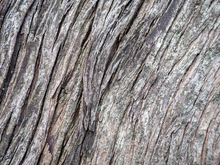 Wrinkled tree bark. Gray brown natural background. Organic. Wood pattern. Natural materialの写真素材
