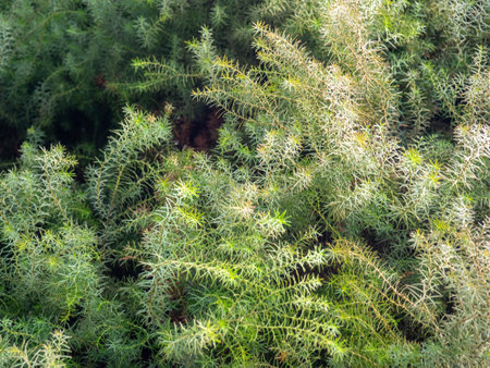 Leaves background. Needles instead of leaves. Coniferous tree branches. Natural background.Soft spinesの写真素材