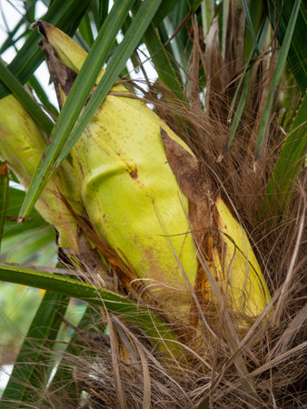 Unblown palm flower. Botany. Southern tree flower. Subtropical greeneryの写真素材