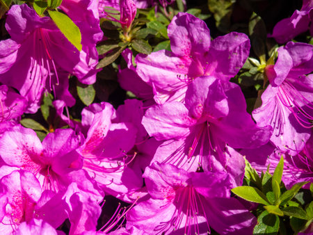 Many azalea flowers on a bush. Spring in the subtropics. Early flowering. background of flowers. Pink petals. Azalea in the parkの写真素材