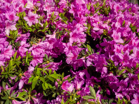 Many azalea flowers on a bush. Spring in the subtropics. Early flowering. background of flowers. Pink petals. Azalea in the parkの写真素材