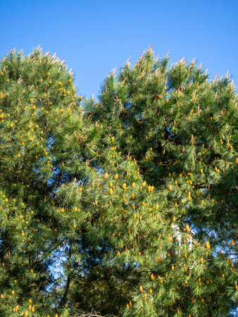 Early spring young cones on the branches. Crown of coniferous trees. Cones and needles on branches. Young greenery in the parkの写真素材