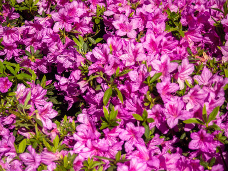 Many azalea flowers on a bush. Spring in the subtropics. Early flowering. background of flowers. Pink petals. Azalea in the parkの写真素材