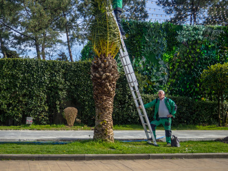 Batumi, Georgia. 04.04.2024  Gardeners at the resort at work. Working with a palm tree. Palm leaves are blooming after the winter break. Gardeners with ladder on tropical tree.のeditorial素材