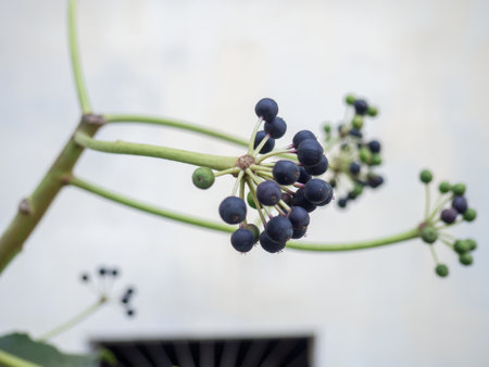 Umbrella plant, berries. Twigs with black berries. Botanyの写真素材