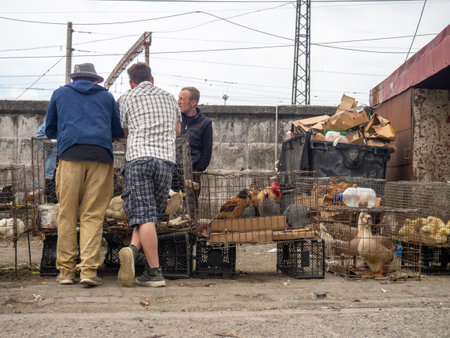 Batumi, Georgia. 05.01.2024  Market for the sale of farm animals. Birds for sale for breeding and food. Farmers market. Turkey and chickensのeditorial素材