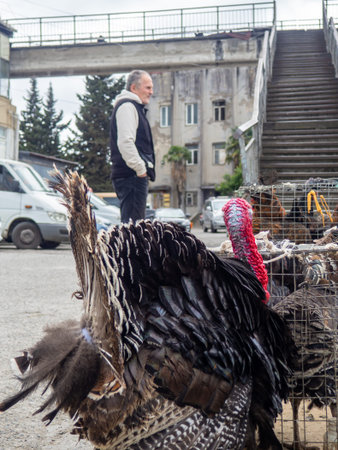 Batumi, Georgia. 05.01.2024 Farmer's market. Sale of live birds. Turkeys. Animals for sale in a cage. Sale of animals for meat and breedingのeditorial素材