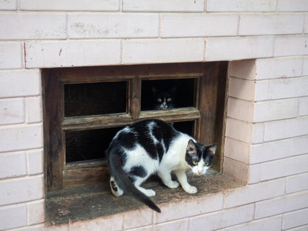 Cats in the basement window. Animals want to eat. Cautious and timid cats. Looking out the window. Homeless animals. Black and white furの写真素材