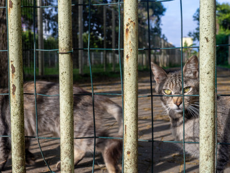 Cats are sitting behind the fence. Yard gray cats. In a cage.の写真素材