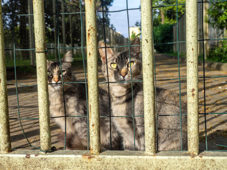 Cats are sitting behind the fence. Yard gray cats.の写真素材