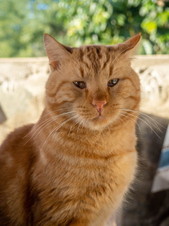 Big ginger cat. Portrait of a cat. Fluffy face.の写真素材